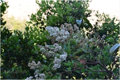 Wendlandia thyrsoidea